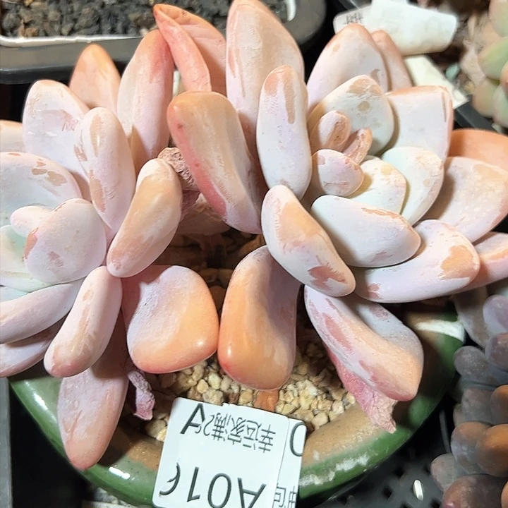 幸运的是我的朋友们