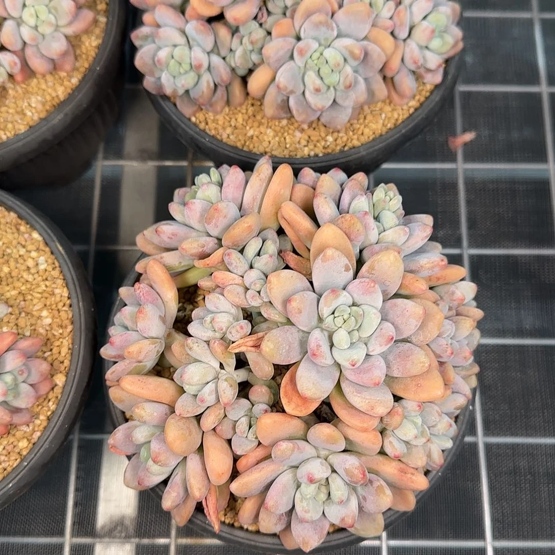 从前慢花园精选香水洛神