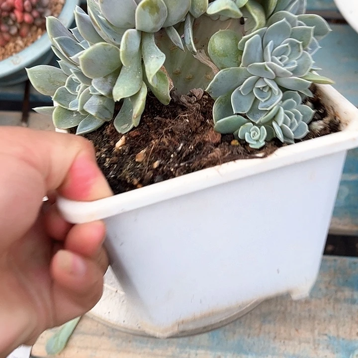 21头朵朵多肉植物