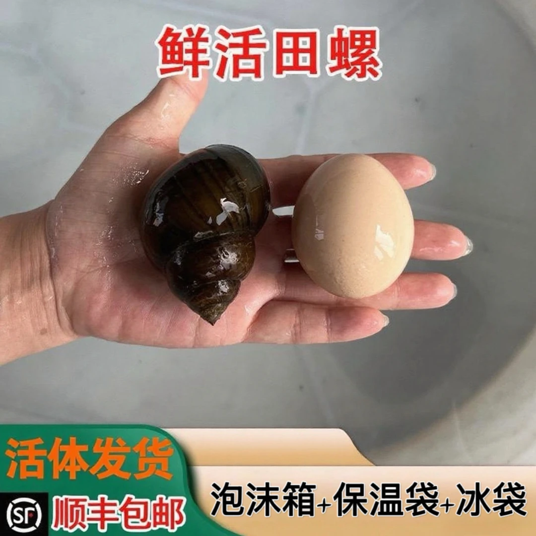 顺丰发货洪湖新鲜特大号清水田螺现捞现发冷链包邮可做螺蛳粉