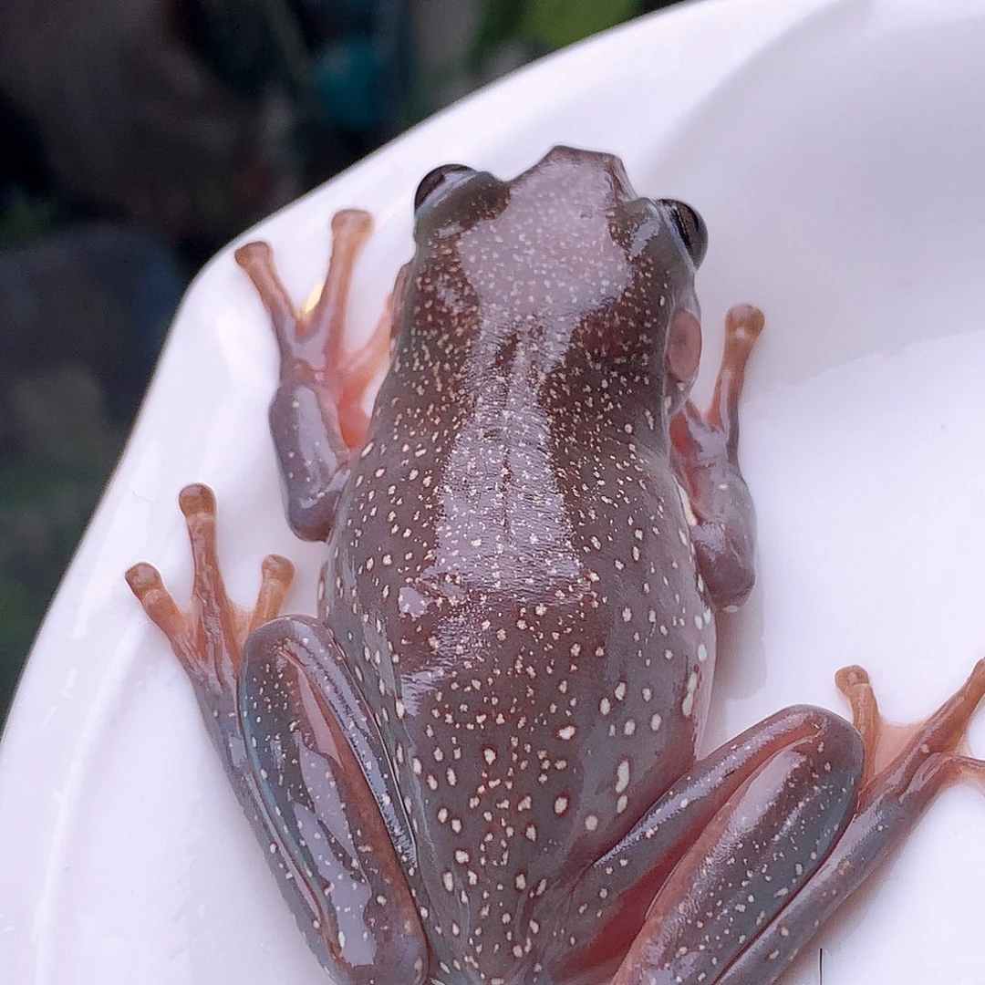 老爷树蛙自留割爱系列6厘米超蓝天花板金色暴雪，大漏