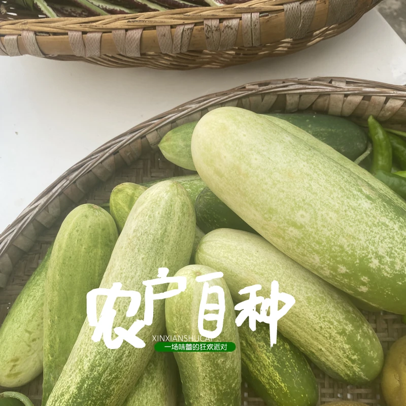 贵州高山农家清脆老品种黄瓜【少量】
