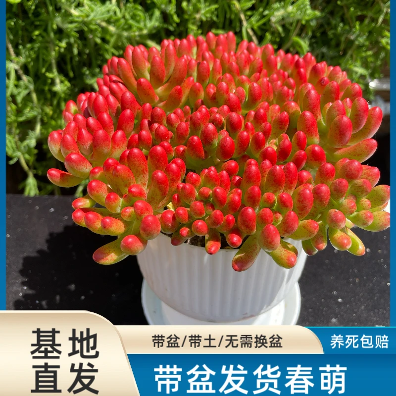 云南多肉植物春萌带盆带土发货送全新花盆和底座新手好养活