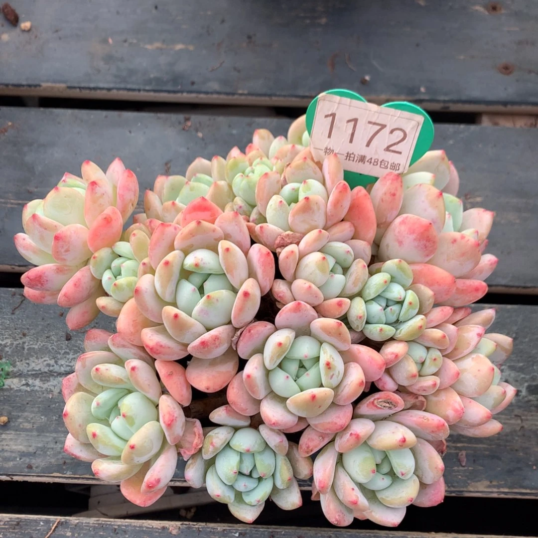 许***城大叶望舒老桩平头1172