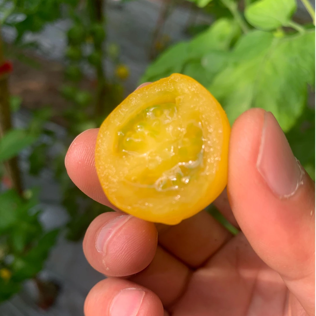 【梦想初恋金豆】小番茄酸甜香糯多汁口感圣女果农家种植自然成熟