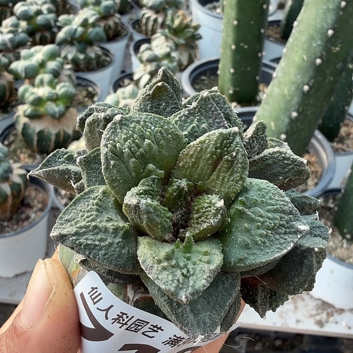 无花朵710群头辛顿哥斯拉