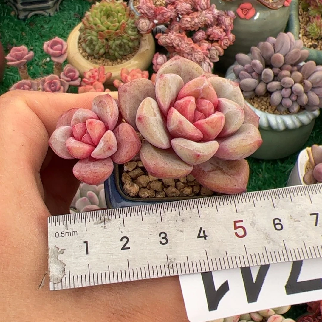 ✨****?741 多肉植物组合盆栽