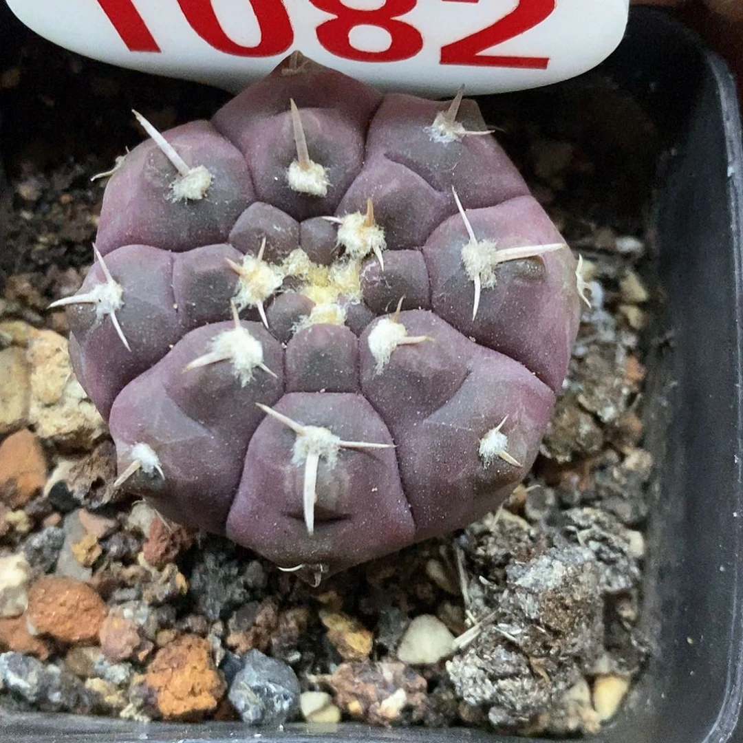 1082铅皮福利特价咯哦