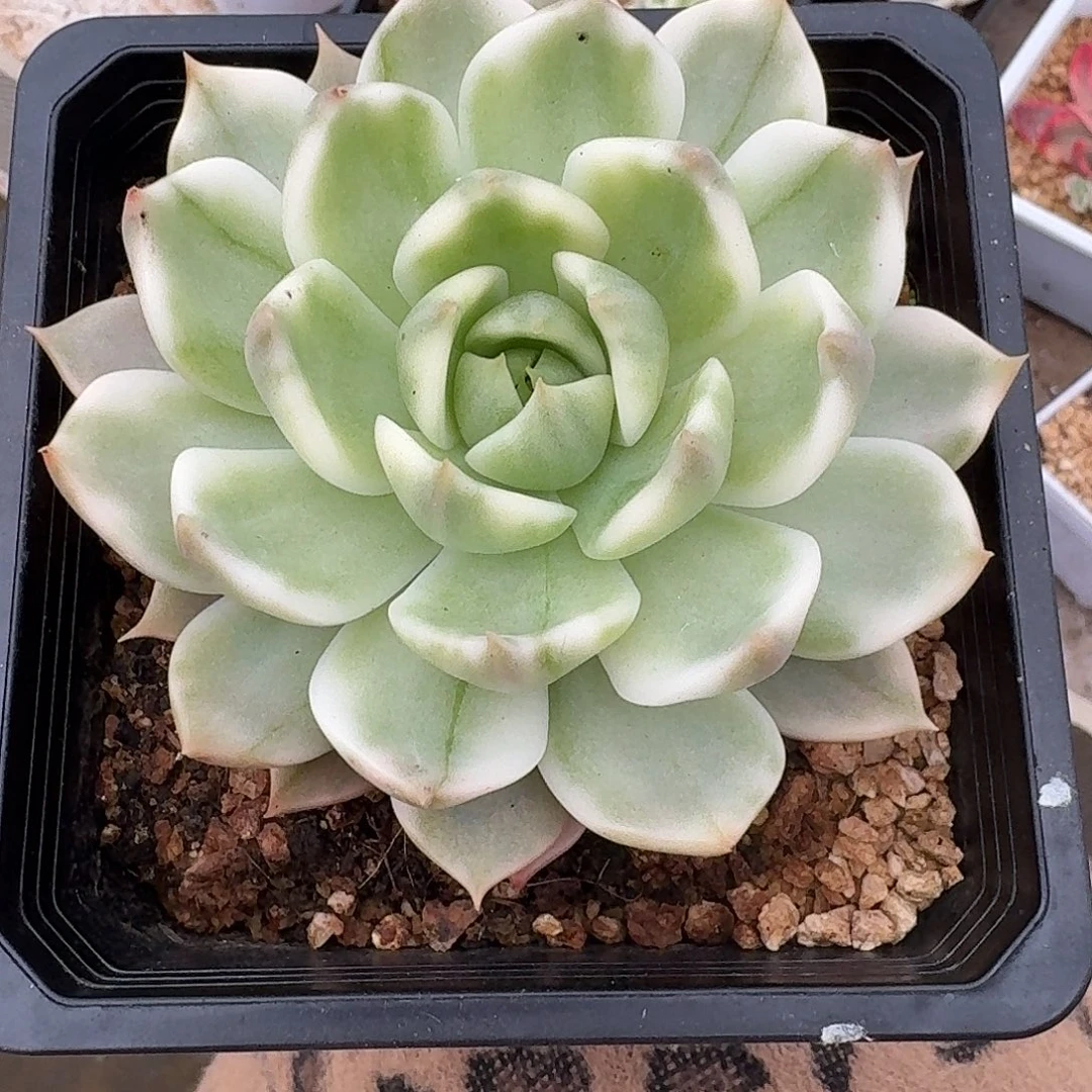 灵魂一物一拍好看