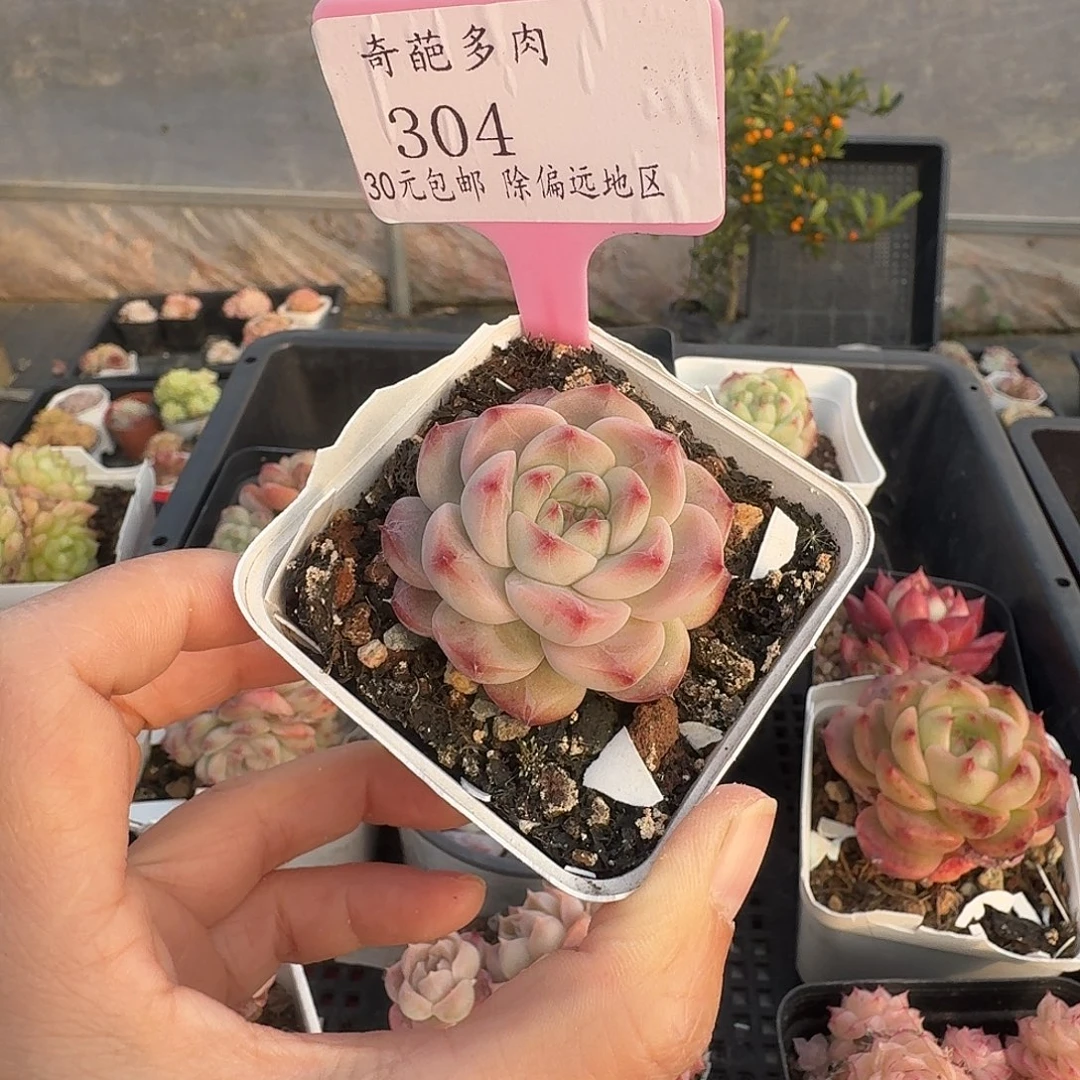 304 脱土 不包整 30元包邮非偏远