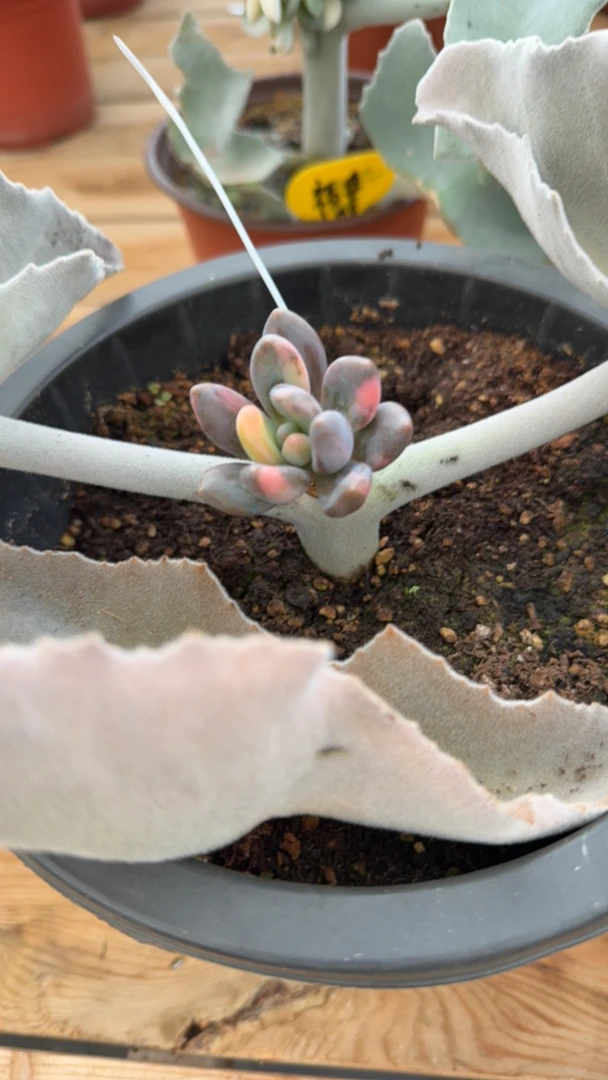 紫丽殿多肉植物锦