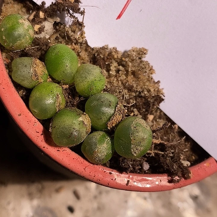 4319。  一组。拉登。