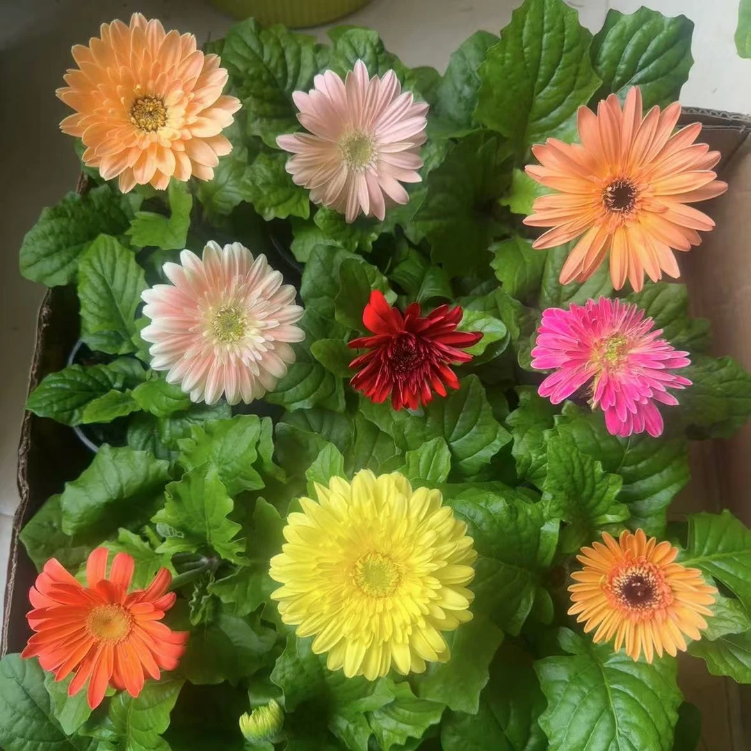 福利 非洲菊随机组合 无售后