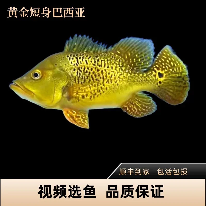 黄金虫纹巴西亚中大型热带观赏鱼 龙虎配鱼活体包损