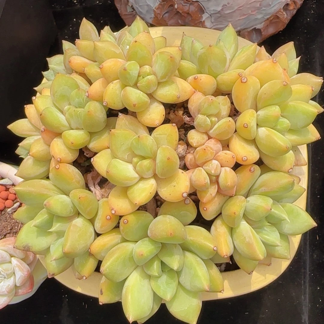 韩版红象牙一颗298包邮