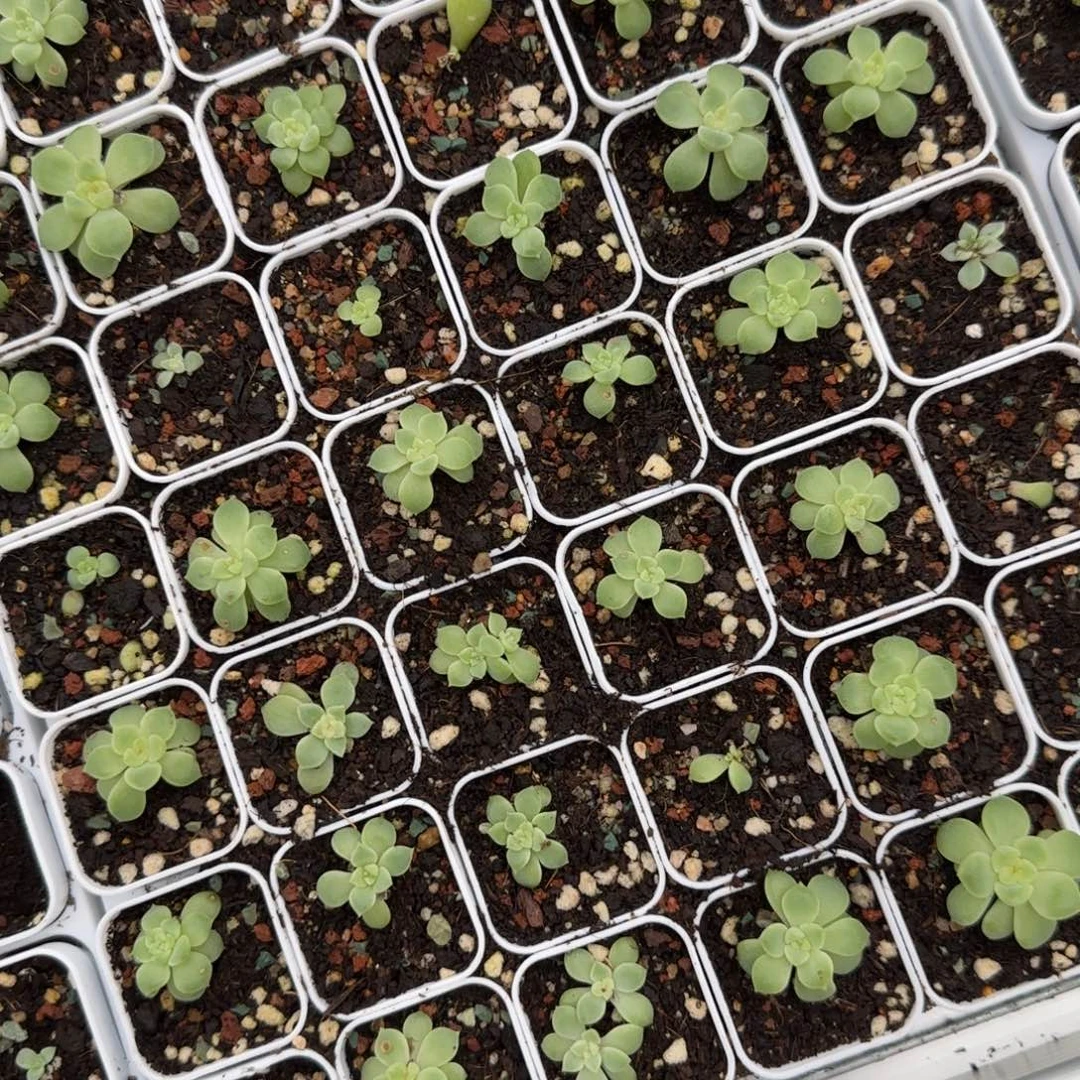 1563 盆一个2床满25包邮