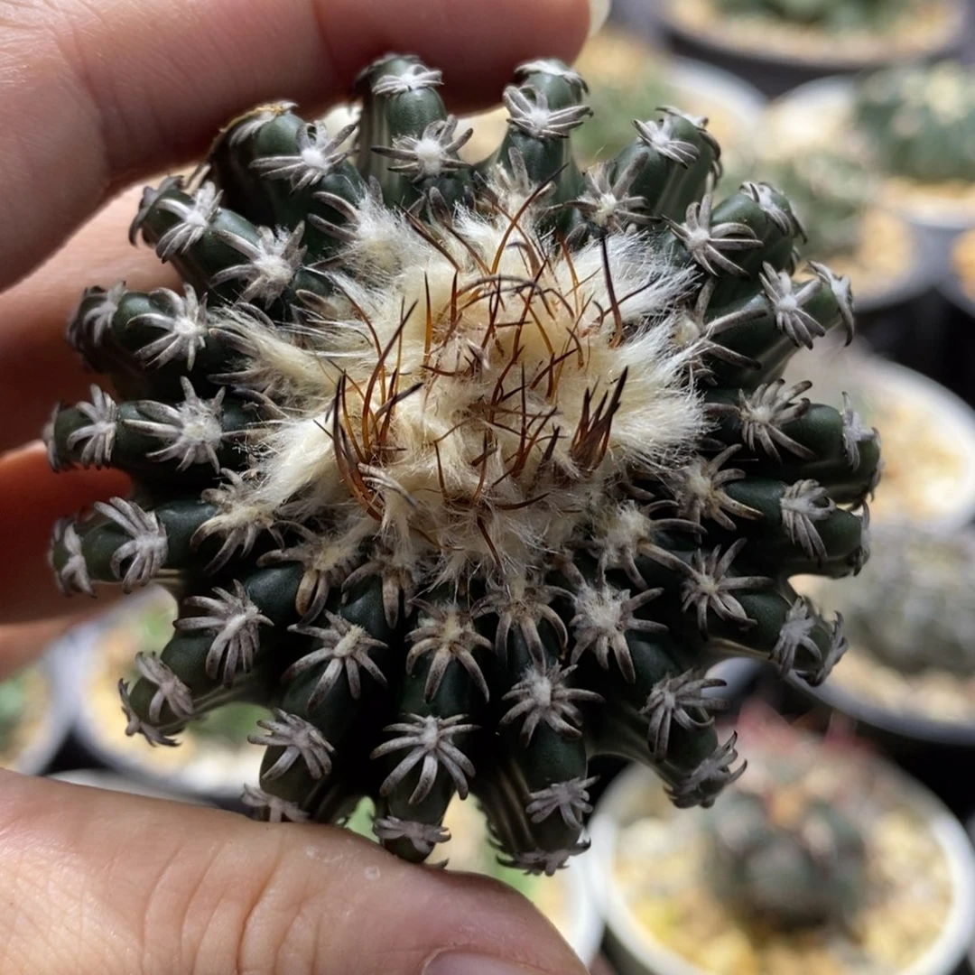 奇特球6.5cm实生仙人球