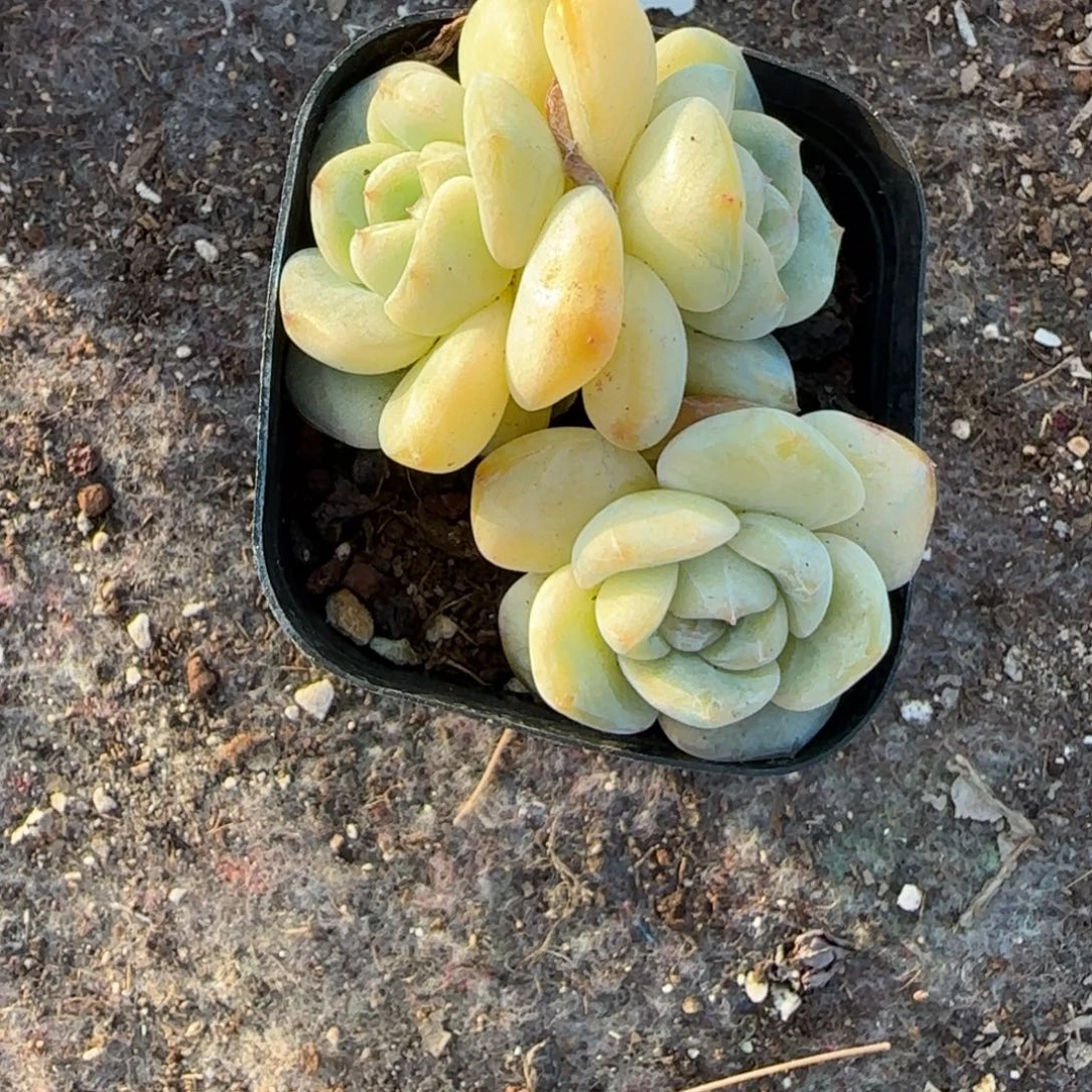 小卡拉米糖心一物一拍