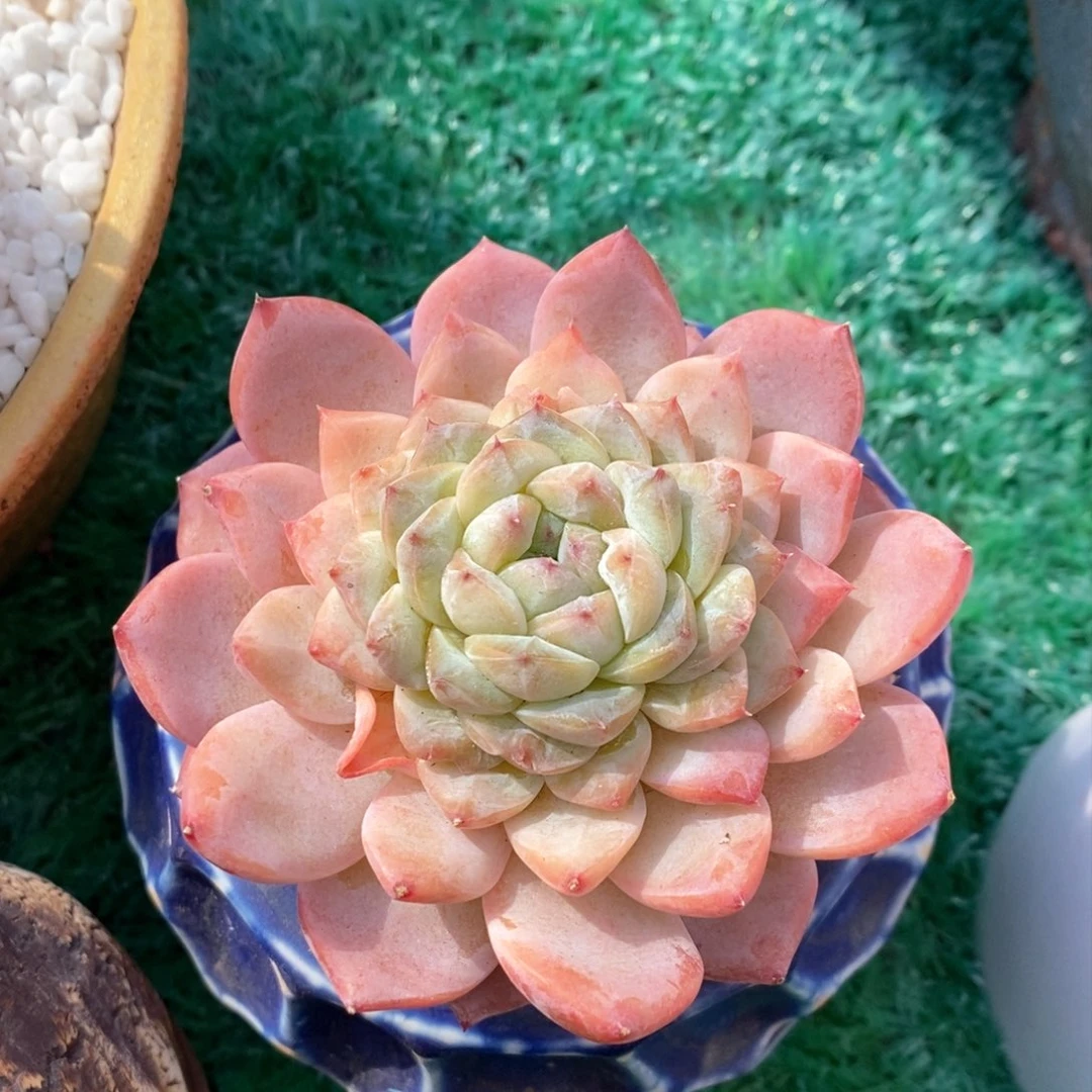 冰魄多肉植物盆栽