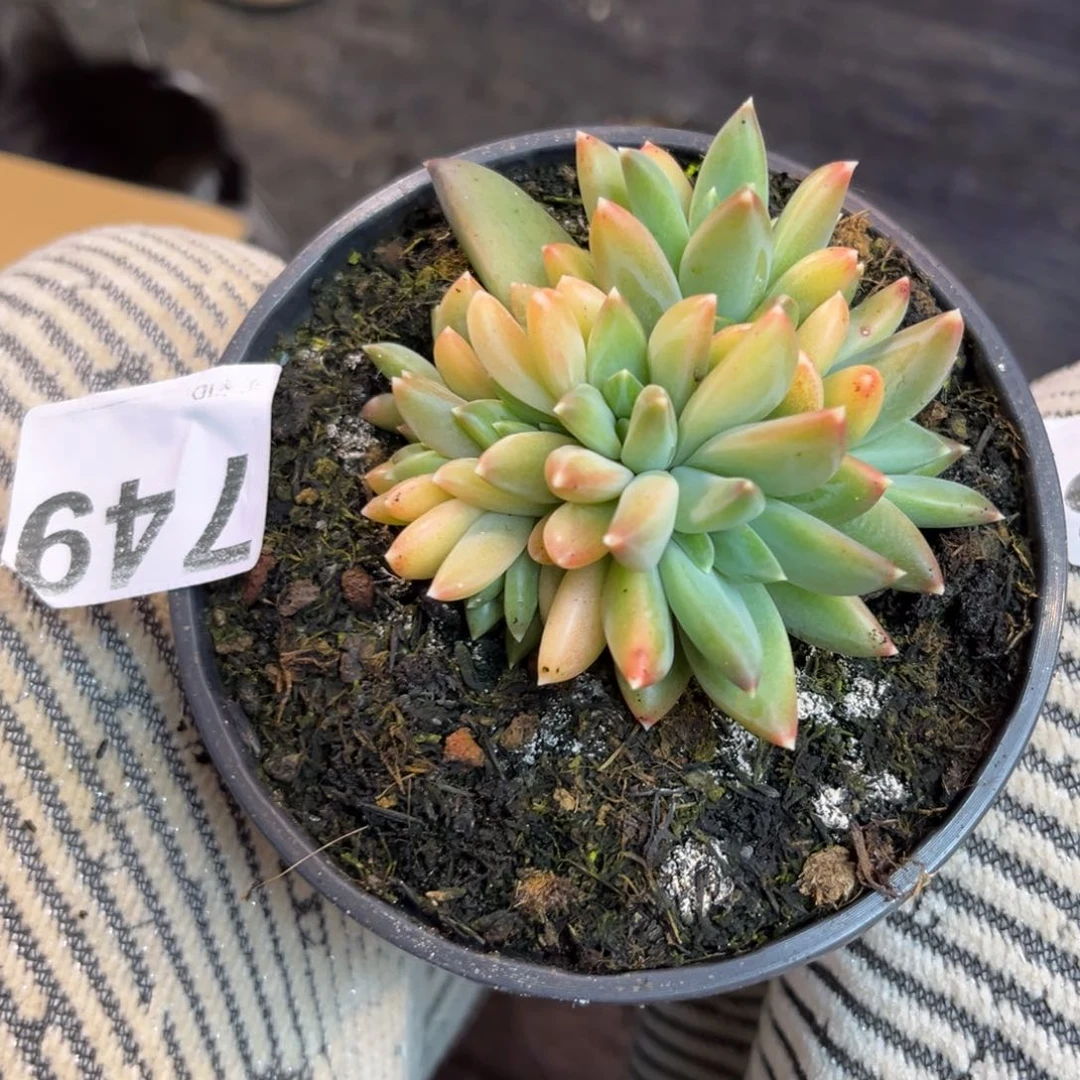 子*?749莫吉托多肉植物