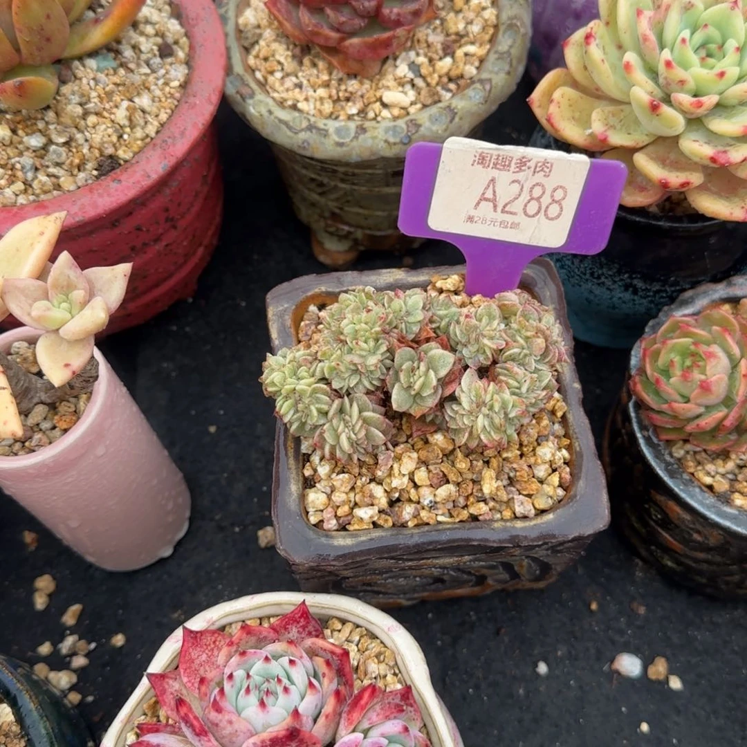 不****～多肉植物白蜡催化催化