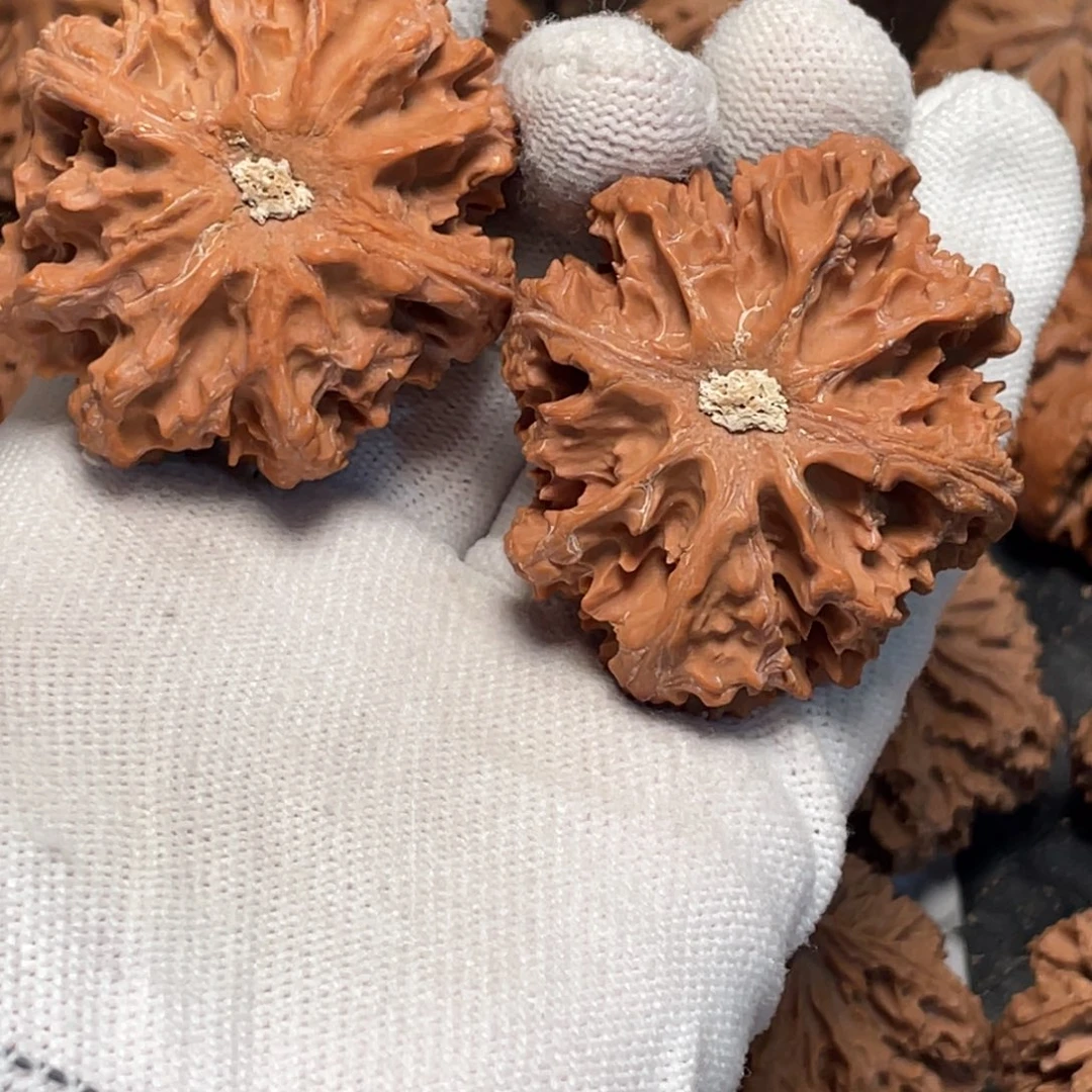 哲***桃核吊坠88 秦岭灯笼野生小众