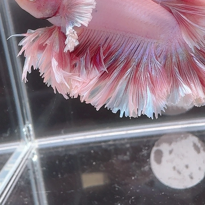 梦***雪海水鱼81号大耳绣球hmpk