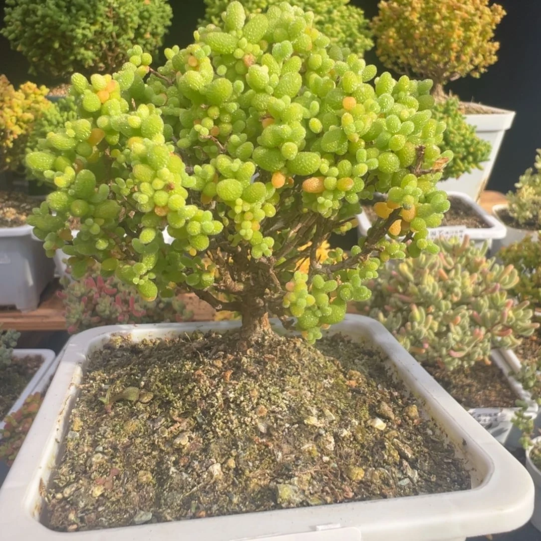 D7349金桔老桩枝干