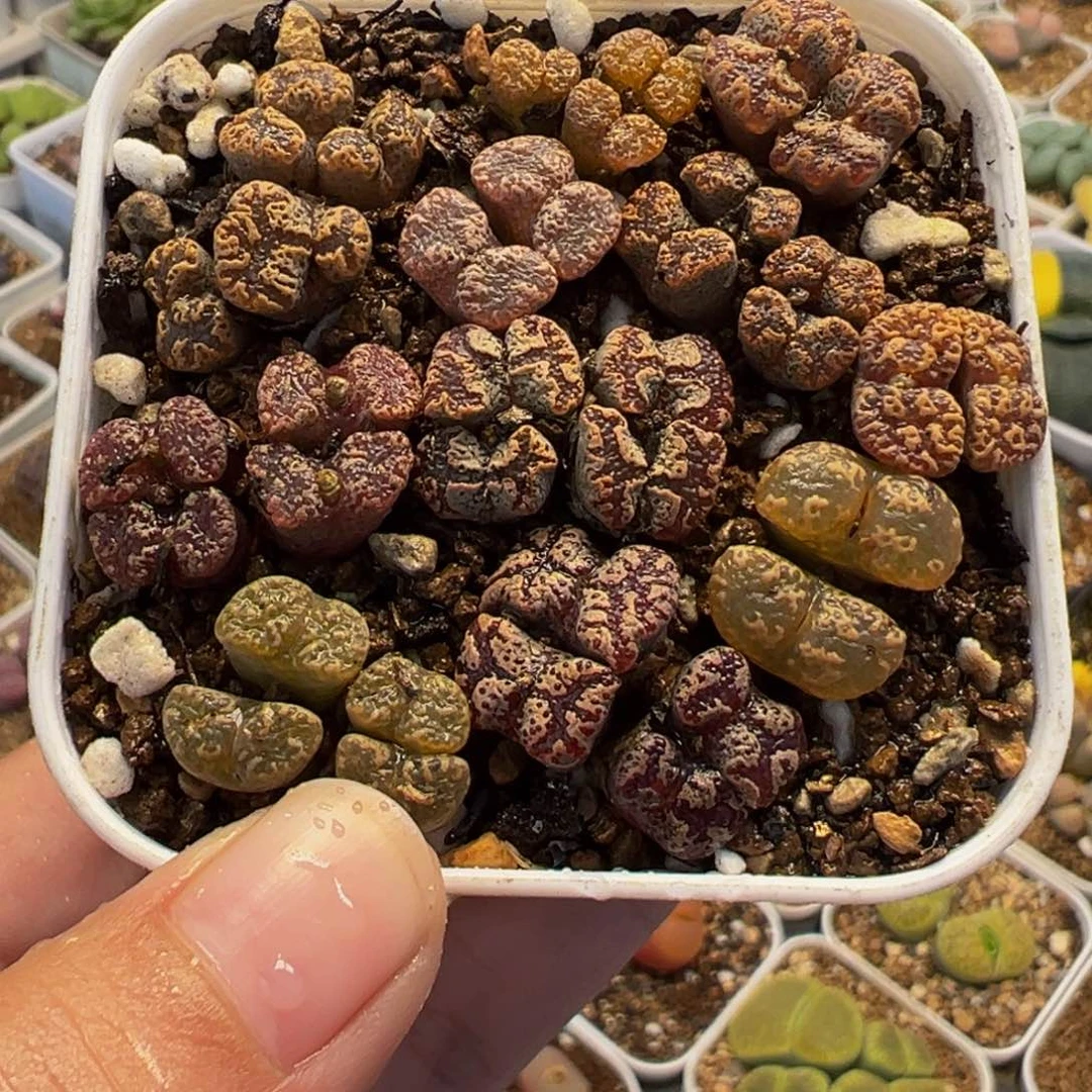 258多肉植物种类多样
