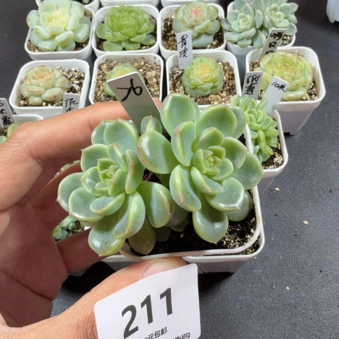 双头甜心26一物一拍211