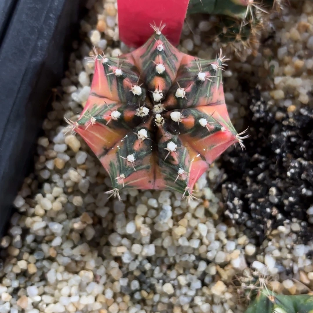 249-1128泰国发货多肉