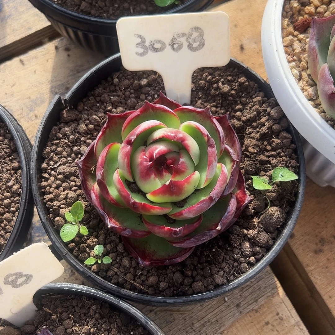 程***程惊鸿仙子一物一拍3058号