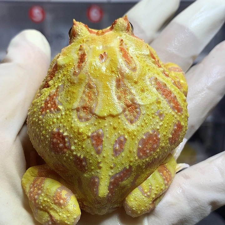 角蛙1799 清仓大黄金公