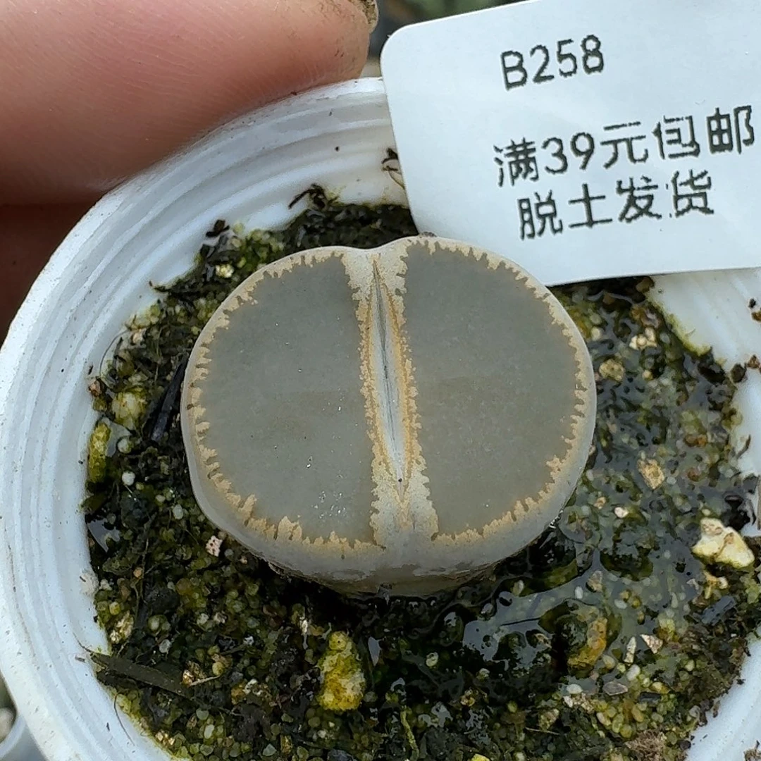 258多肉哈哈哈哈哈哈吧