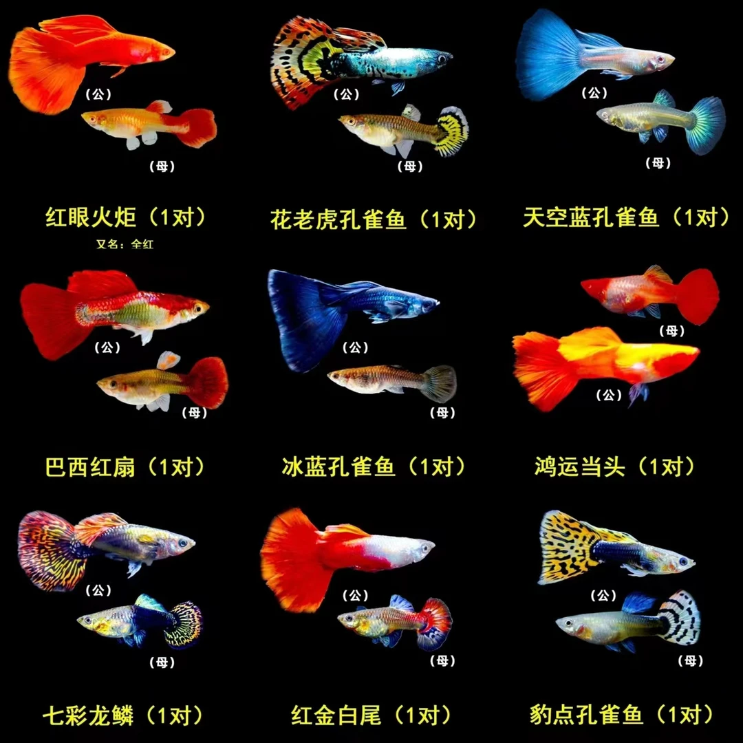 孔雀鱼