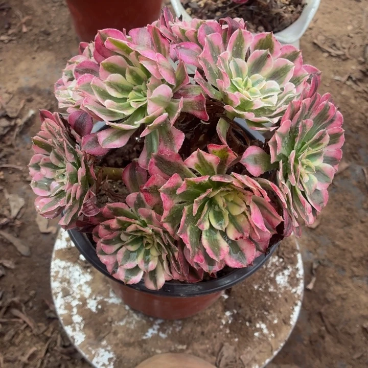 红铜白福利款脱土9.9