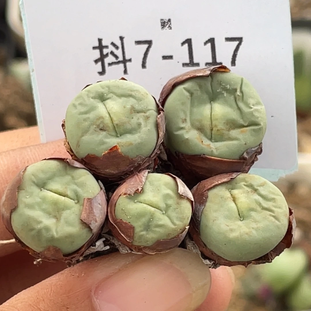 7-117嘴多肉植物肉锥