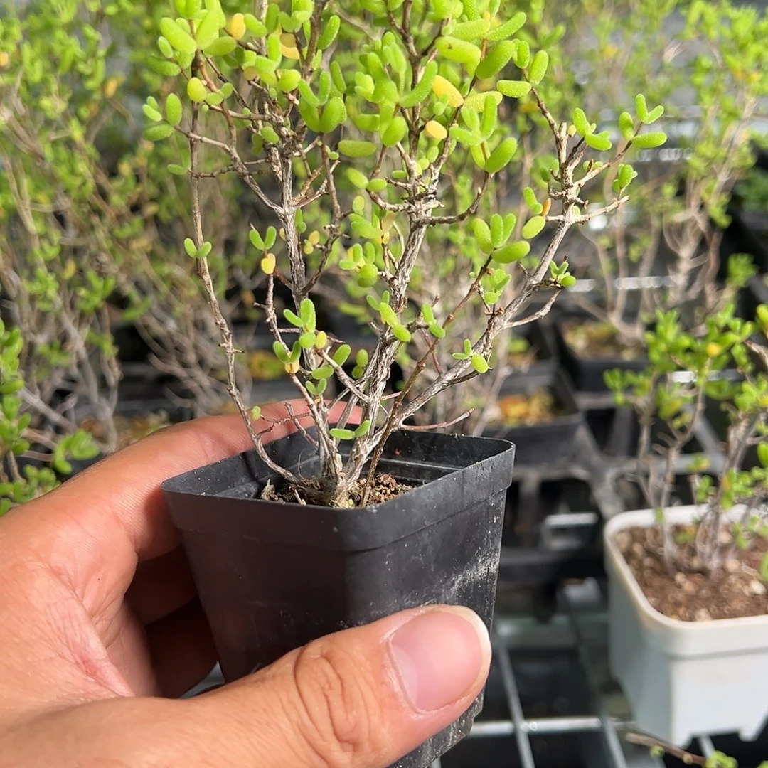 黄金糖球锦55杯老桩福利