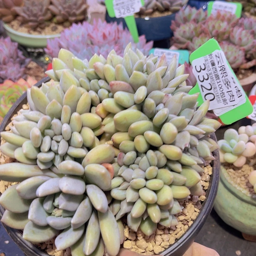 3320胖美人缀多肉植物