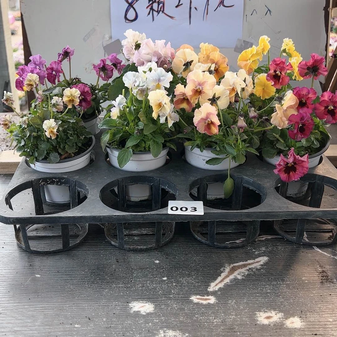 【闪购商品】003号