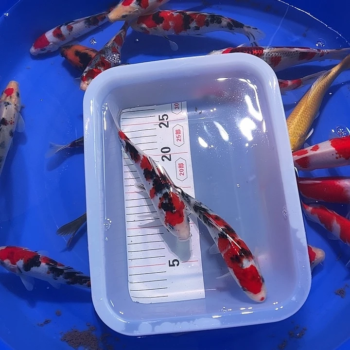 海水鱼锦鲤的尾巴和尾巴