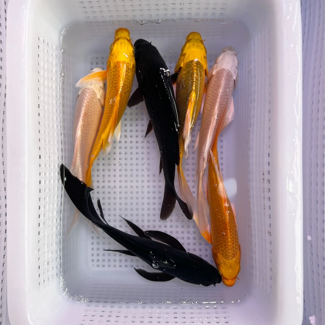 【黄 白 黑 锦鲤】（10-20cm）锦鲤观赏鱼活鱼冷水淡水鱼活体直播包邮