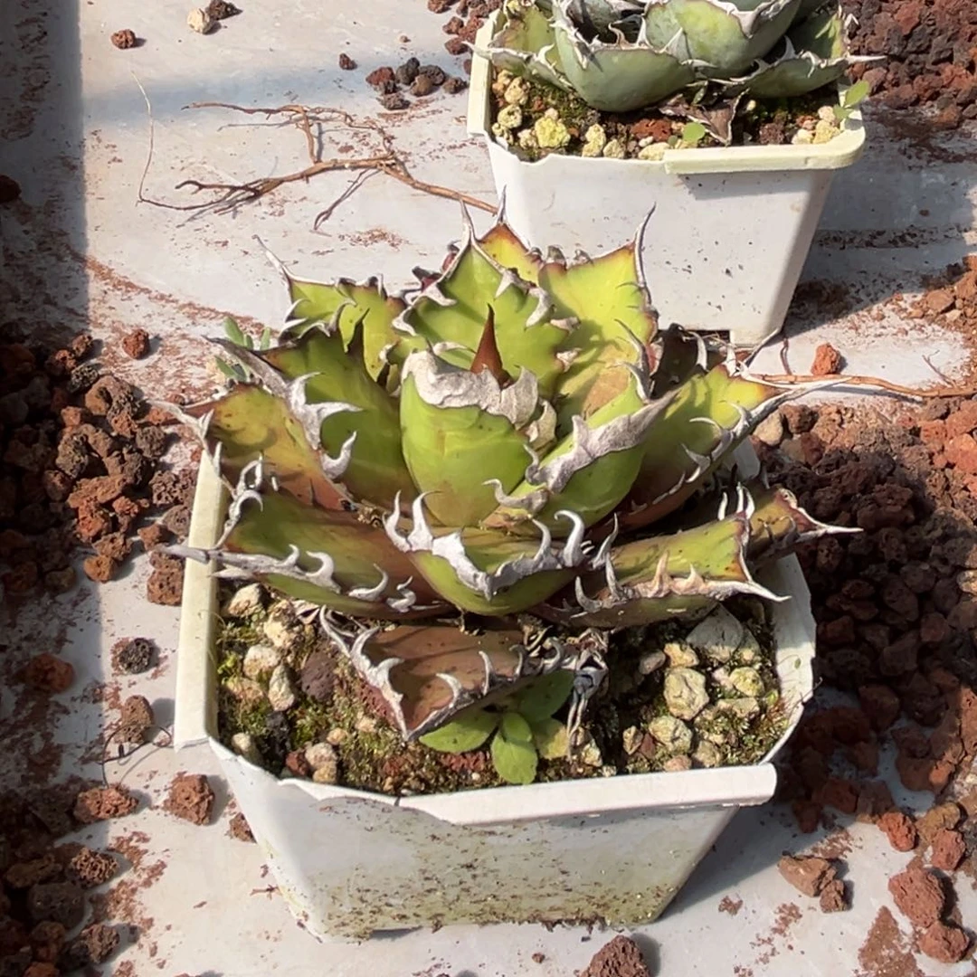 蓝***湛龙舌兰仁王冠红猫