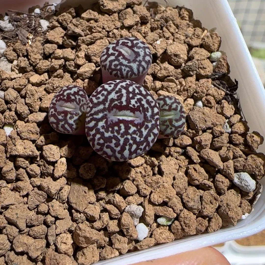 肉锥多肉植物好看-墨19