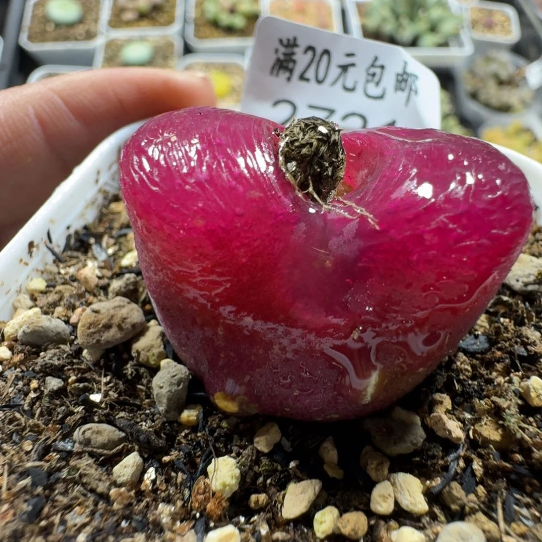 2721。大红毛毛一颗尺寸3.2