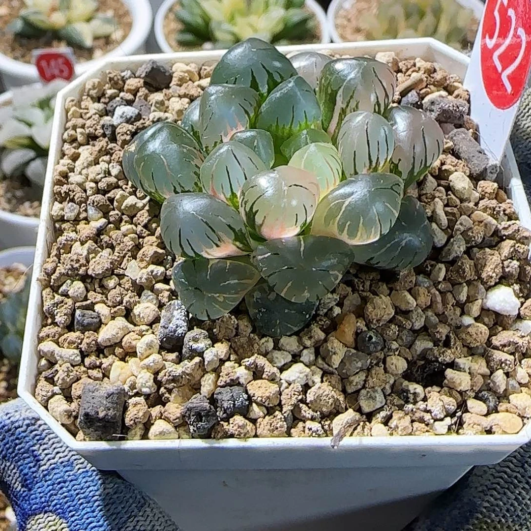 522号非组冰灯玉露锦 4.5厘米左右一物一拍带盆发货