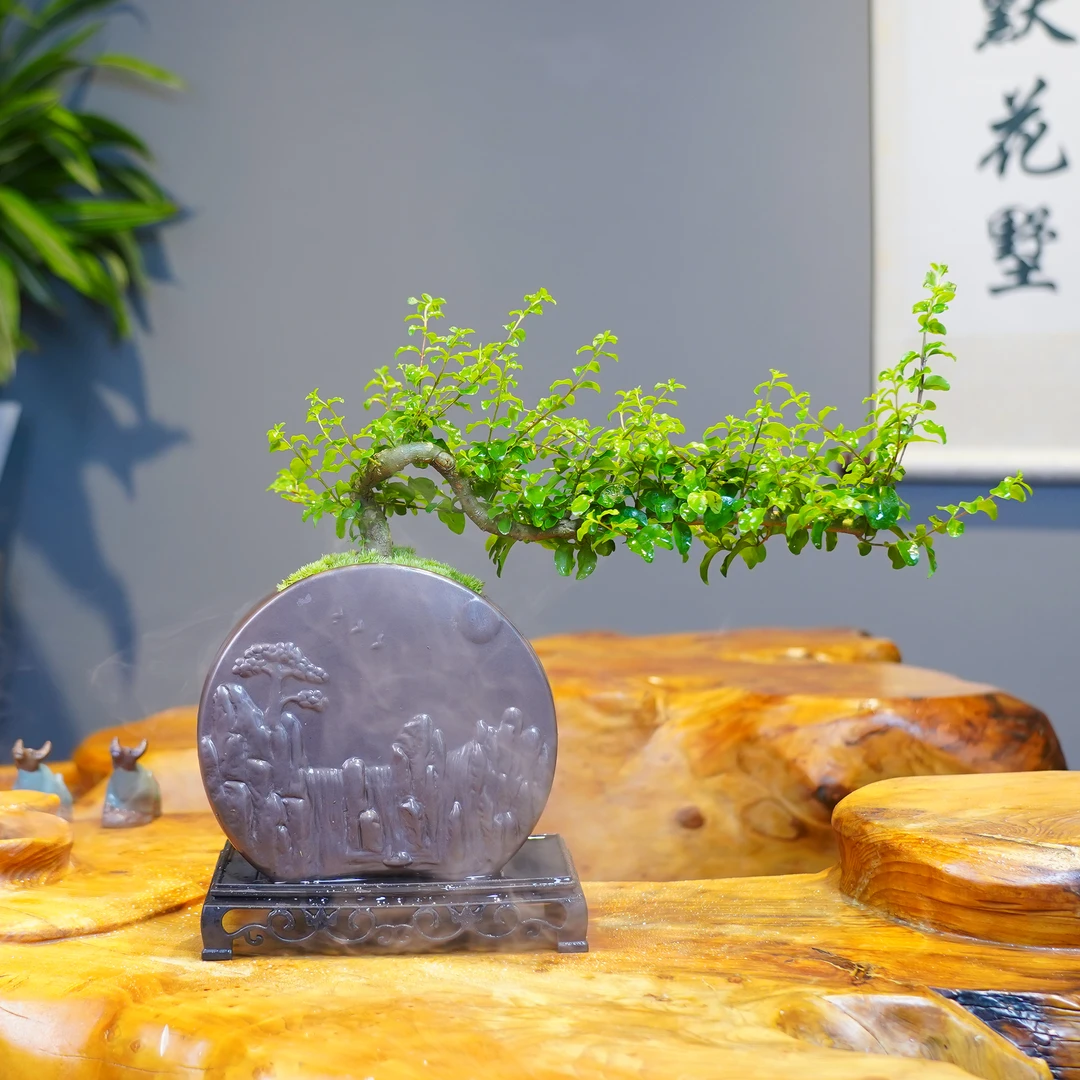 【悬崖女贞】悬崖女贞客厅桌面室内小盆景四季常青植物