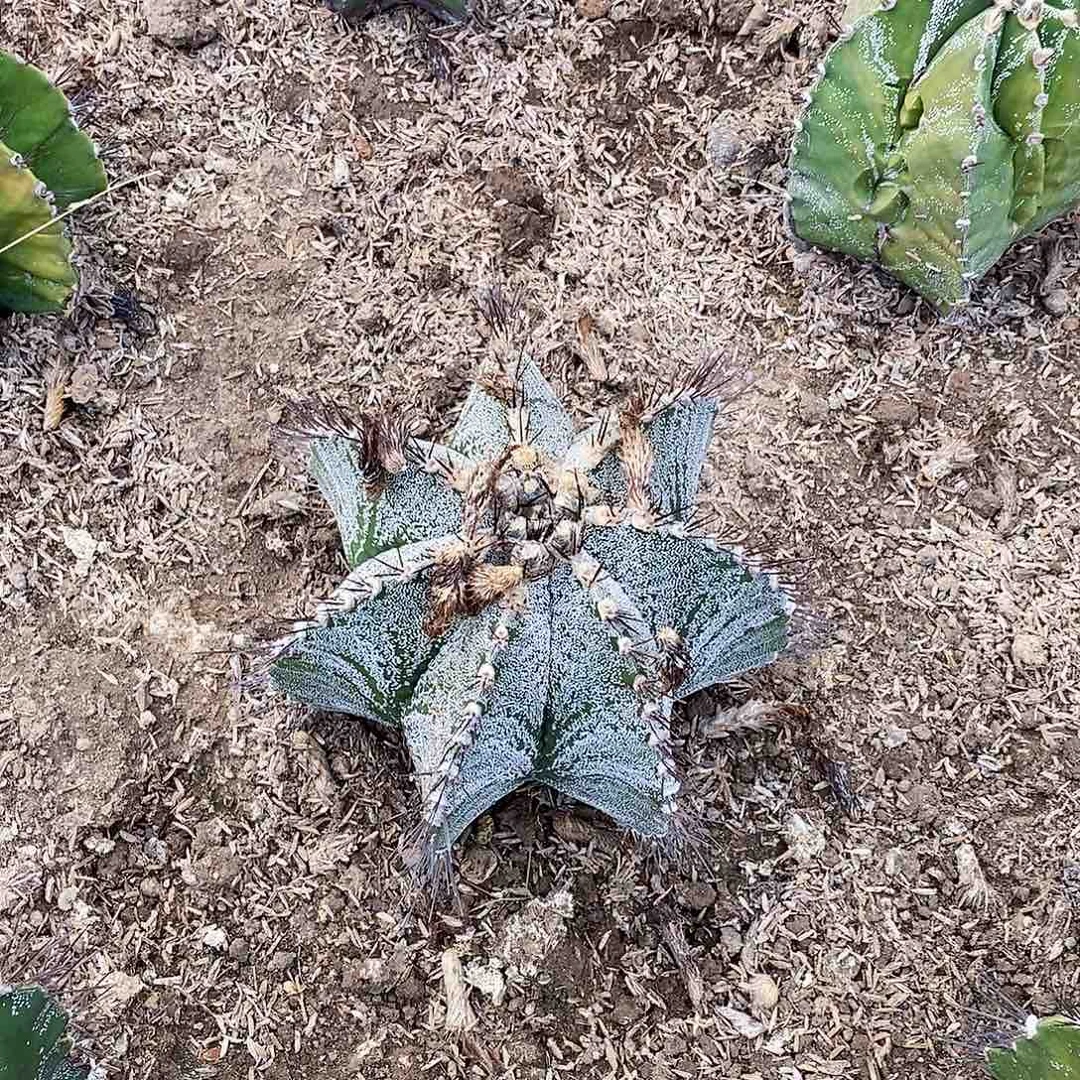 默*0000000000000000