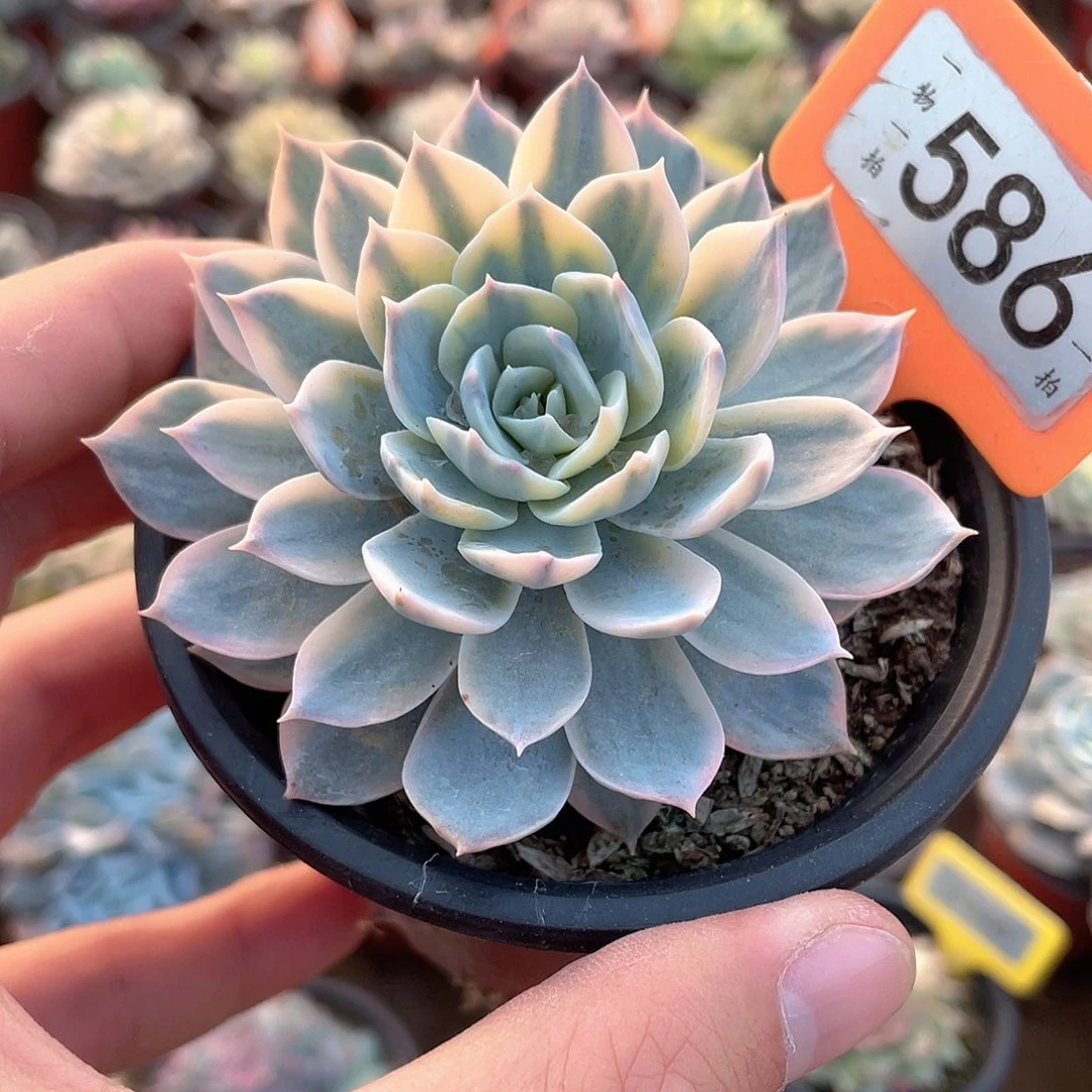 586号皮试锦多肉植物