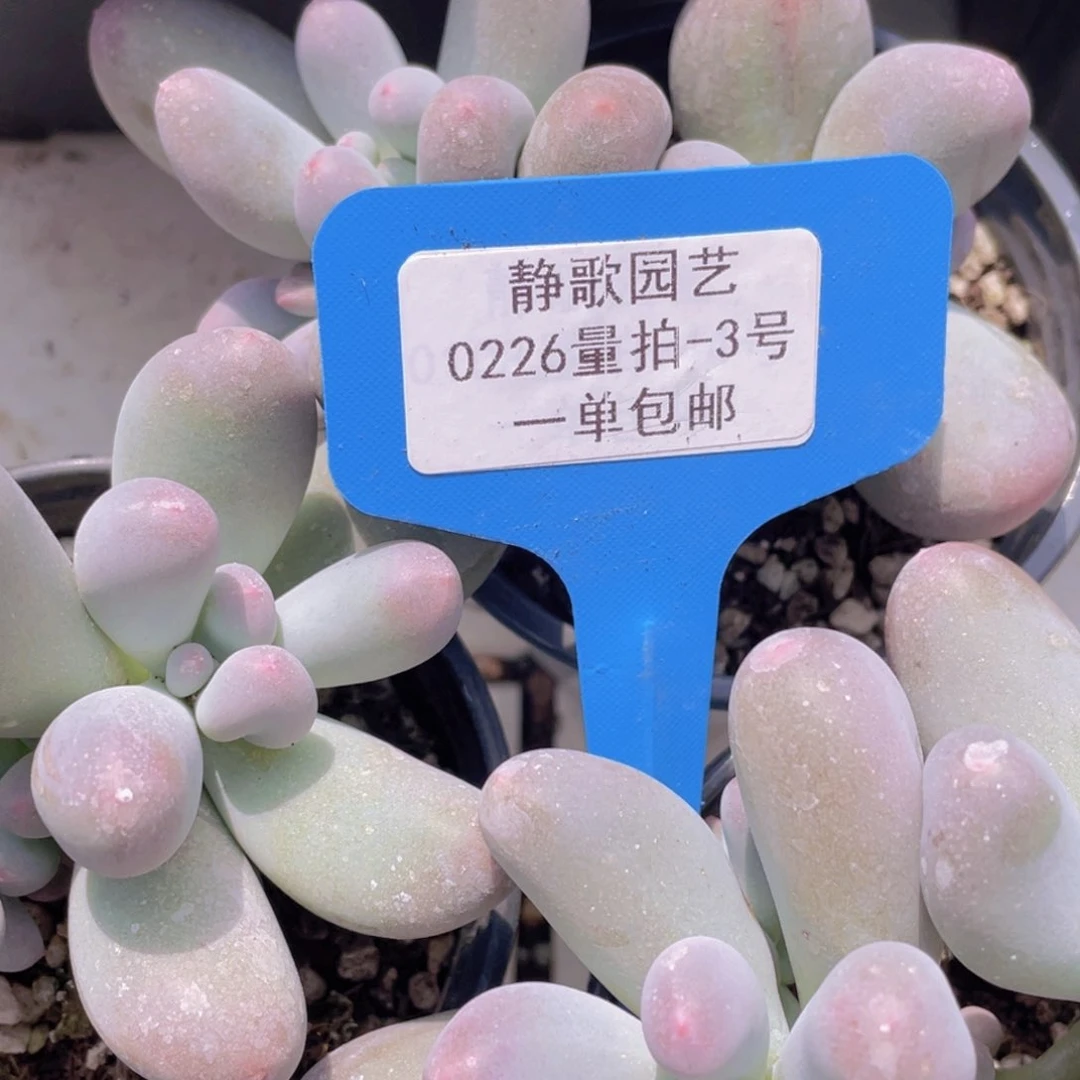 0226-3-米可奶酪带崽福利一颗